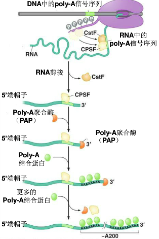 图片alt