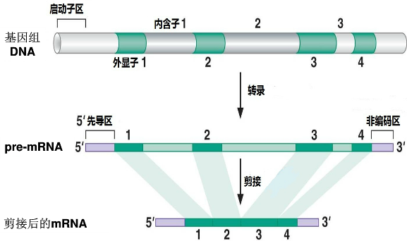 图片alt