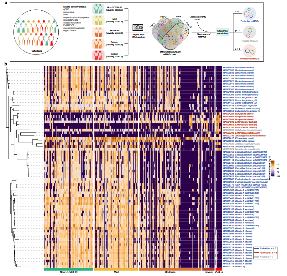 图 6 GMPT 管道确定的 COVID-19 的允许性和保护性 nrMAGs